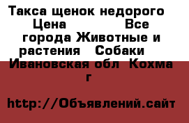 Такса щенок недорого › Цена ­ 15 000 - Все города Животные и растения » Собаки   . Ивановская обл.,Кохма г.